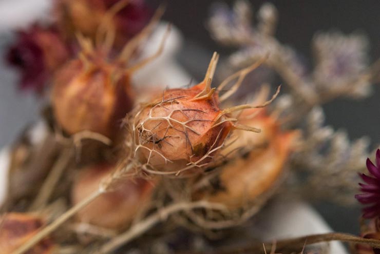 A closeup of pink pod flowers.