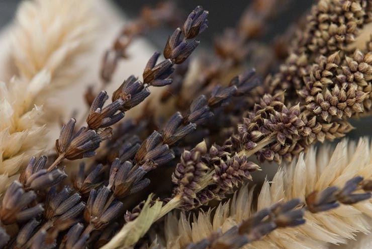 A closeup of lavender and white fluffy flowers.