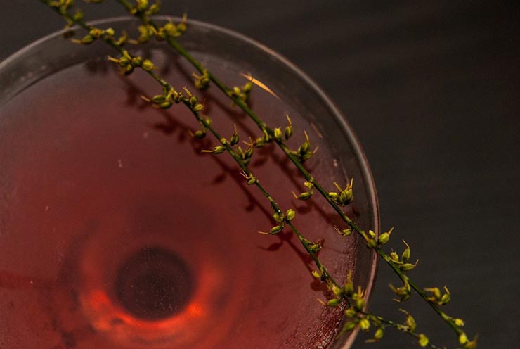 The top of a red cocktail in a martini glass on a black table, garnished with 2 dry sprigs of a dry, seeded grass.