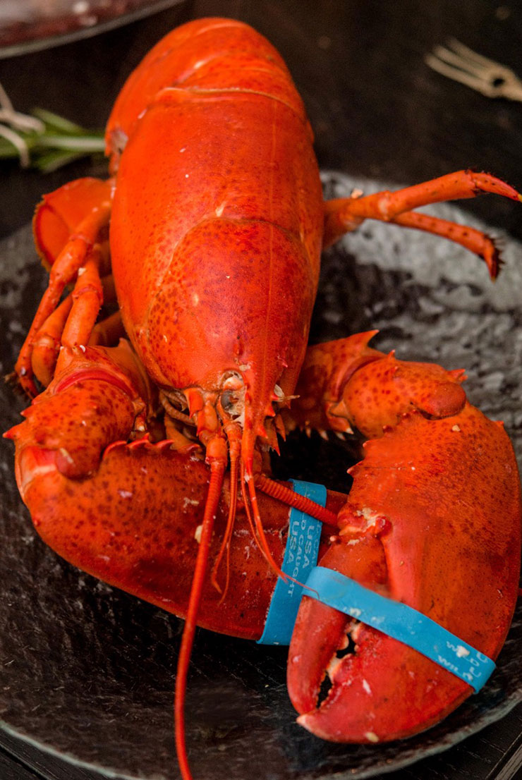 A pretty red lobster with blue rubber bands on its claws sitting on a plate.