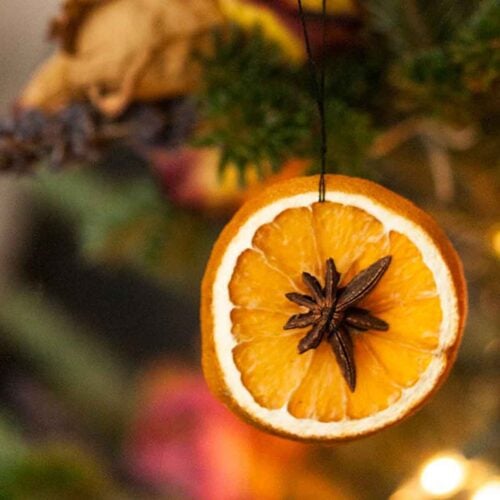 A dried orange slice with star anise in the center hanging on a Christmas tree.