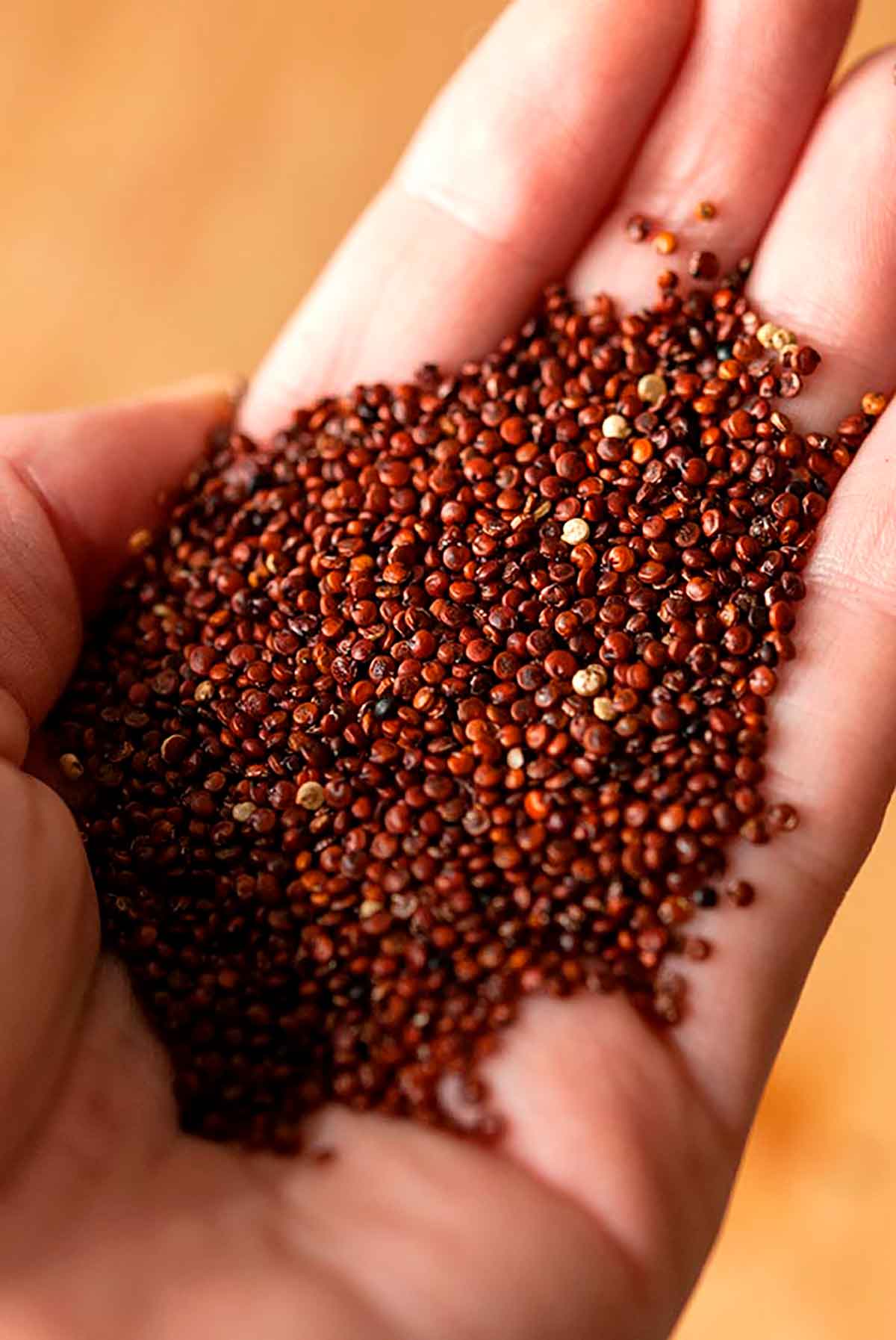 A hand holding red quinoa.