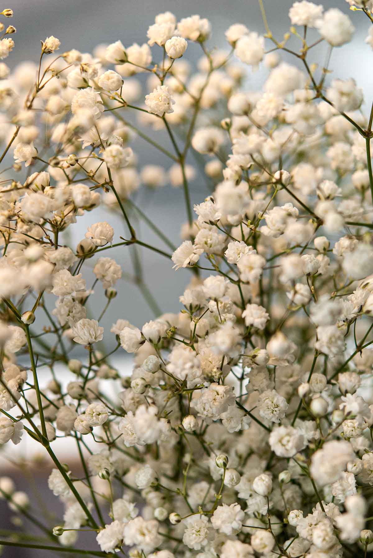 Baby's Breath flowers.