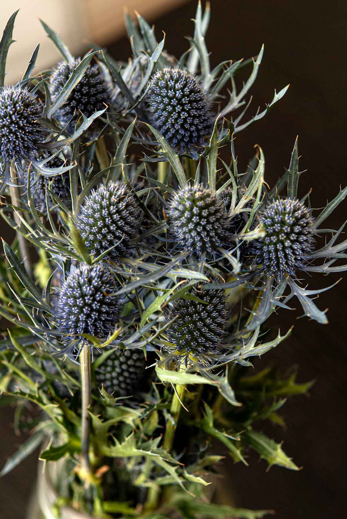 Thistle flowers in a vase.