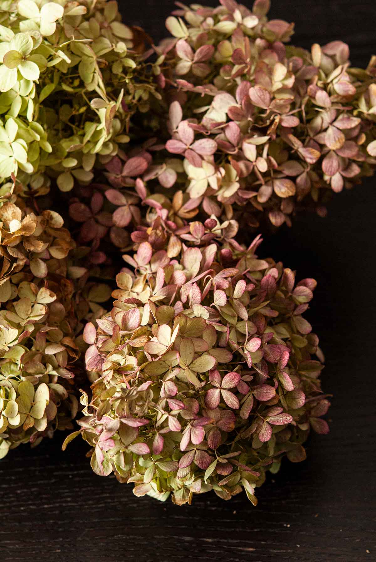 Hydrangea flowers on a table.