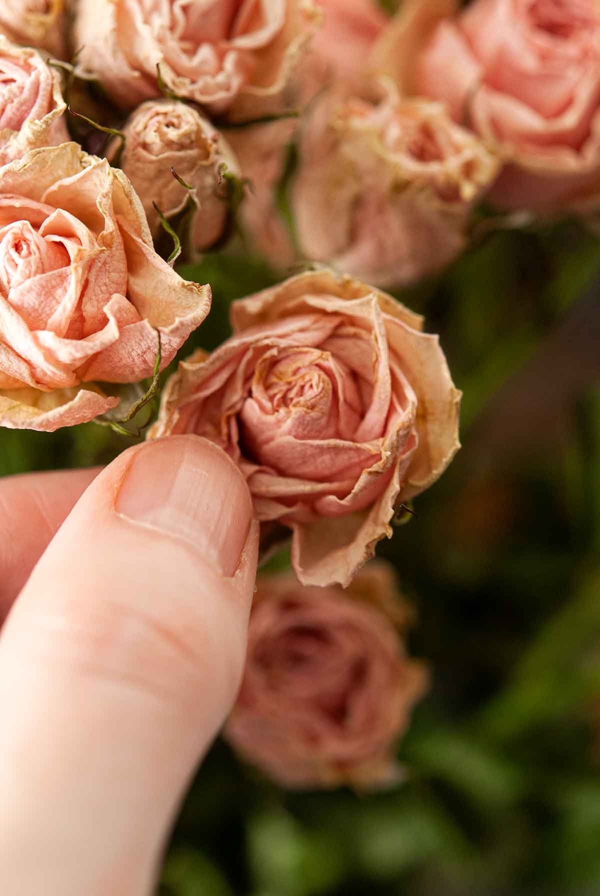 Fingers opening the petals of a spray rose.