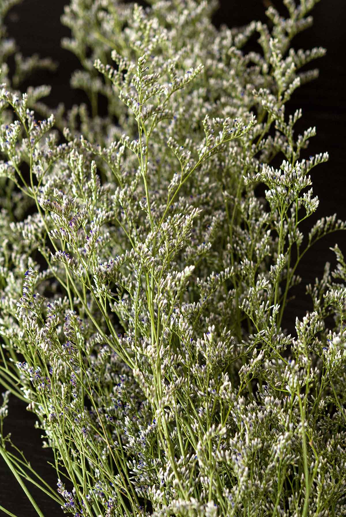 A bunch on Caspia flower on a black table.