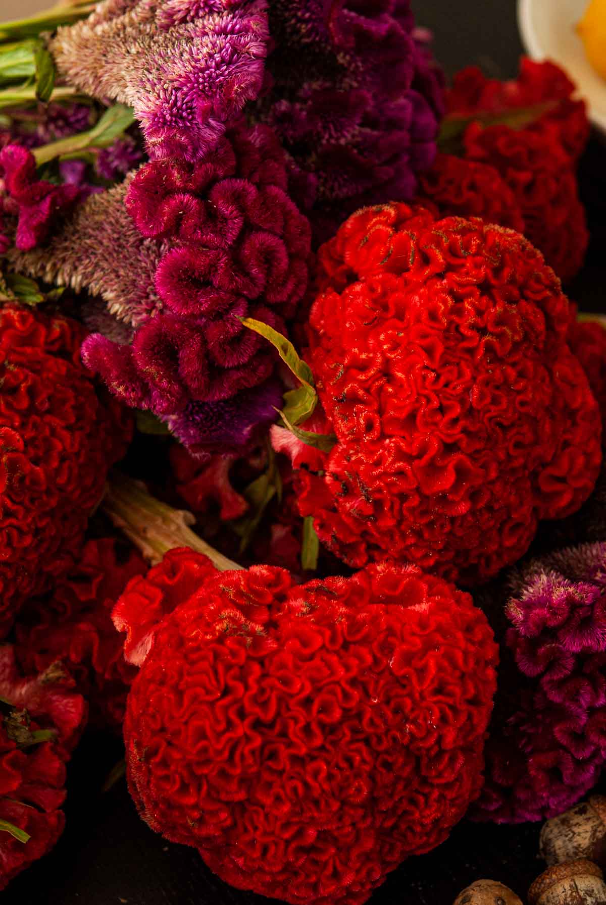 Bright Cockscomb flowers.