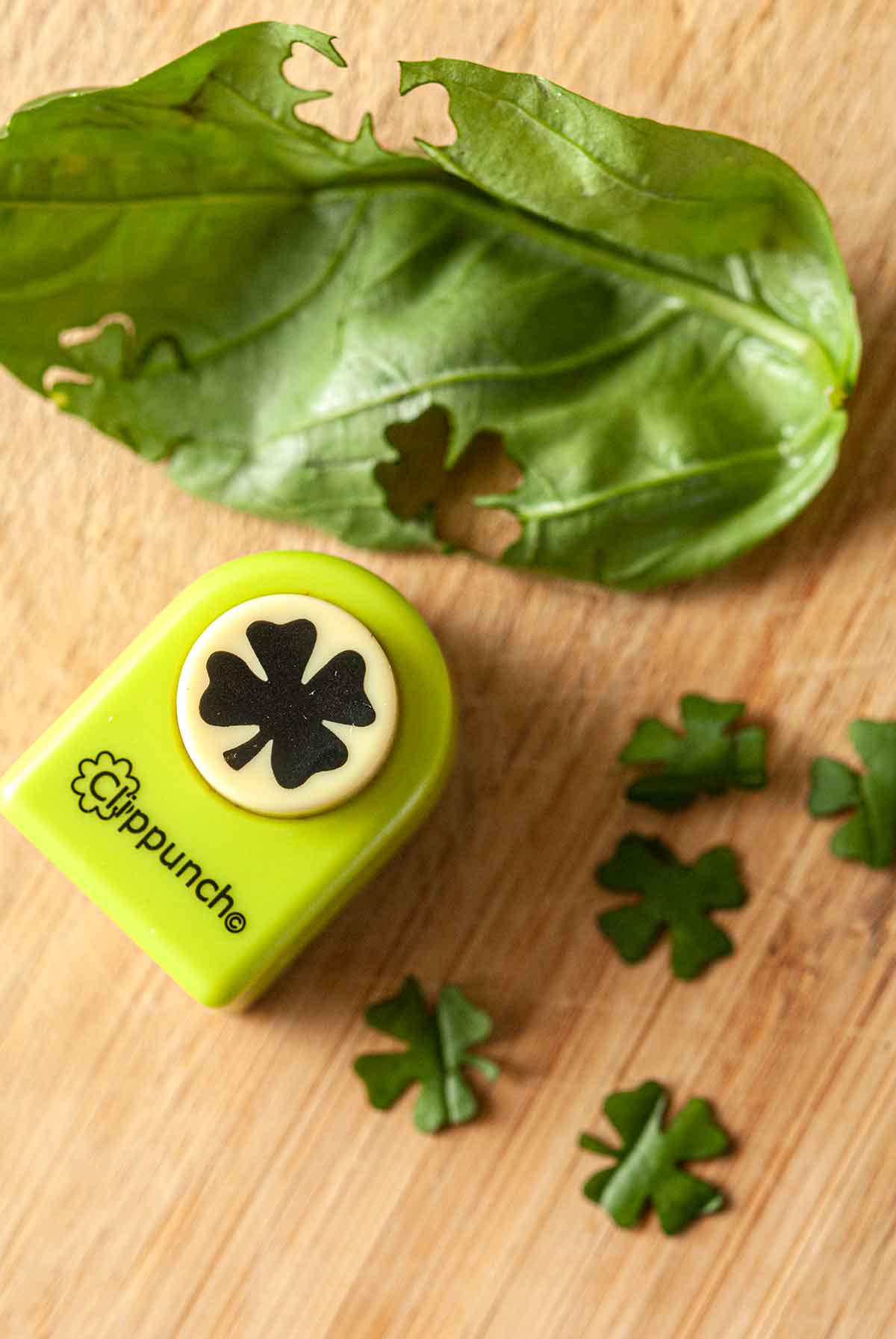 A clover paper punch on a cutting board beside a basil leaf and punched clovers.