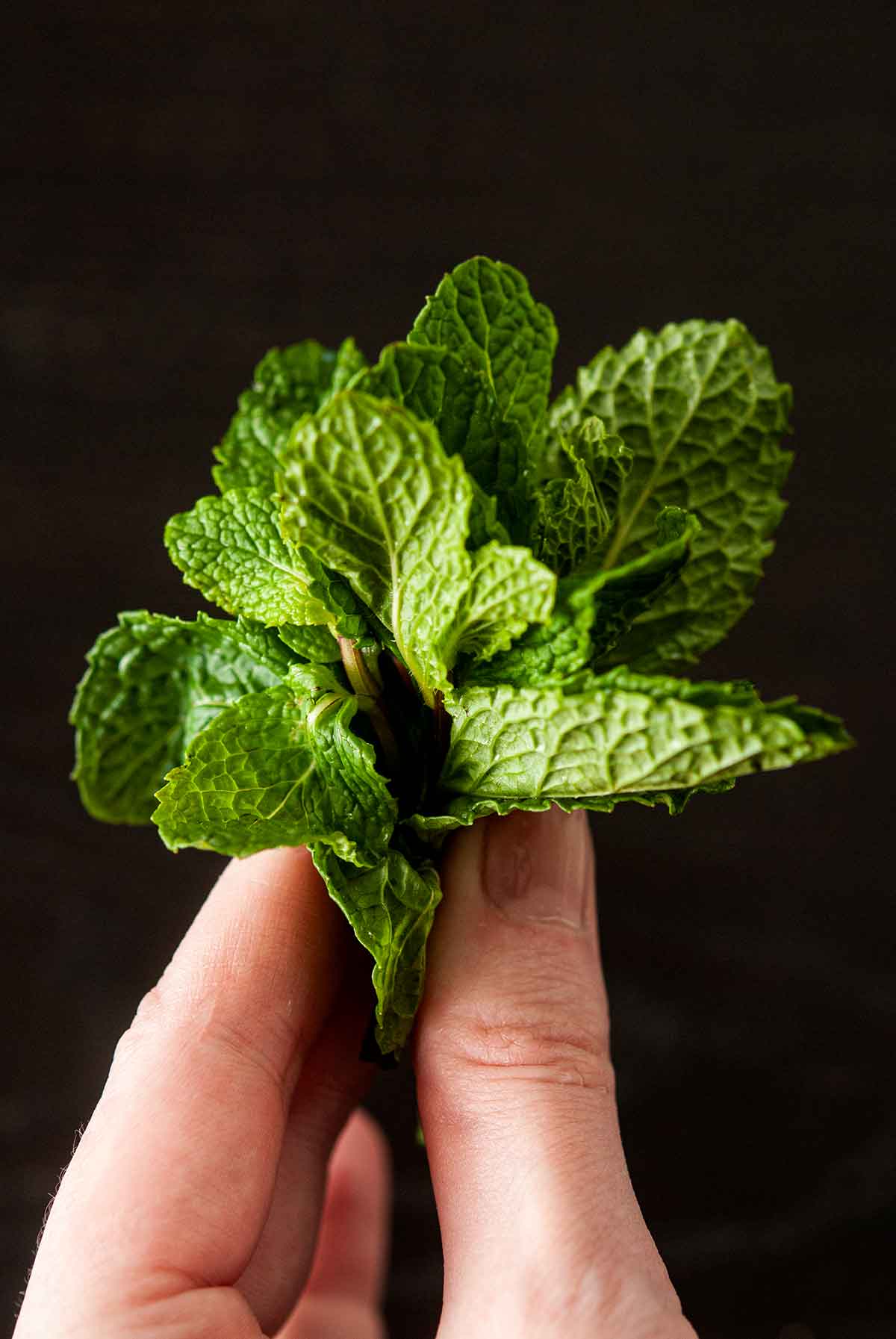 Fingers holding a small amount of mint.