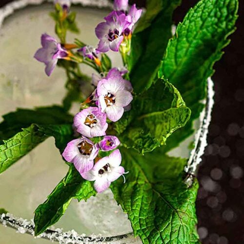 A closeup of a mint and flower garnish on a salted-rim margarita cocktail.