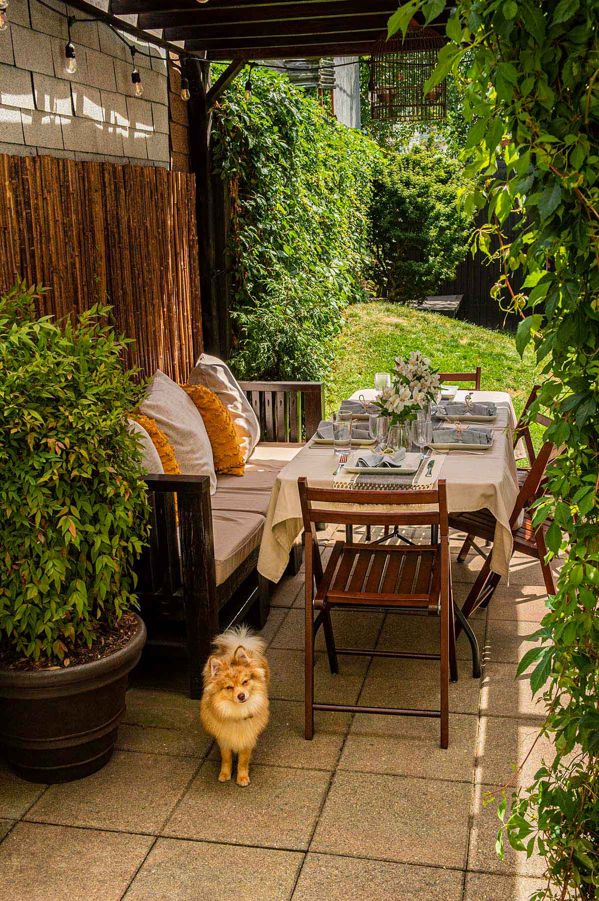 A small dog standing in front of a table set in a garden.