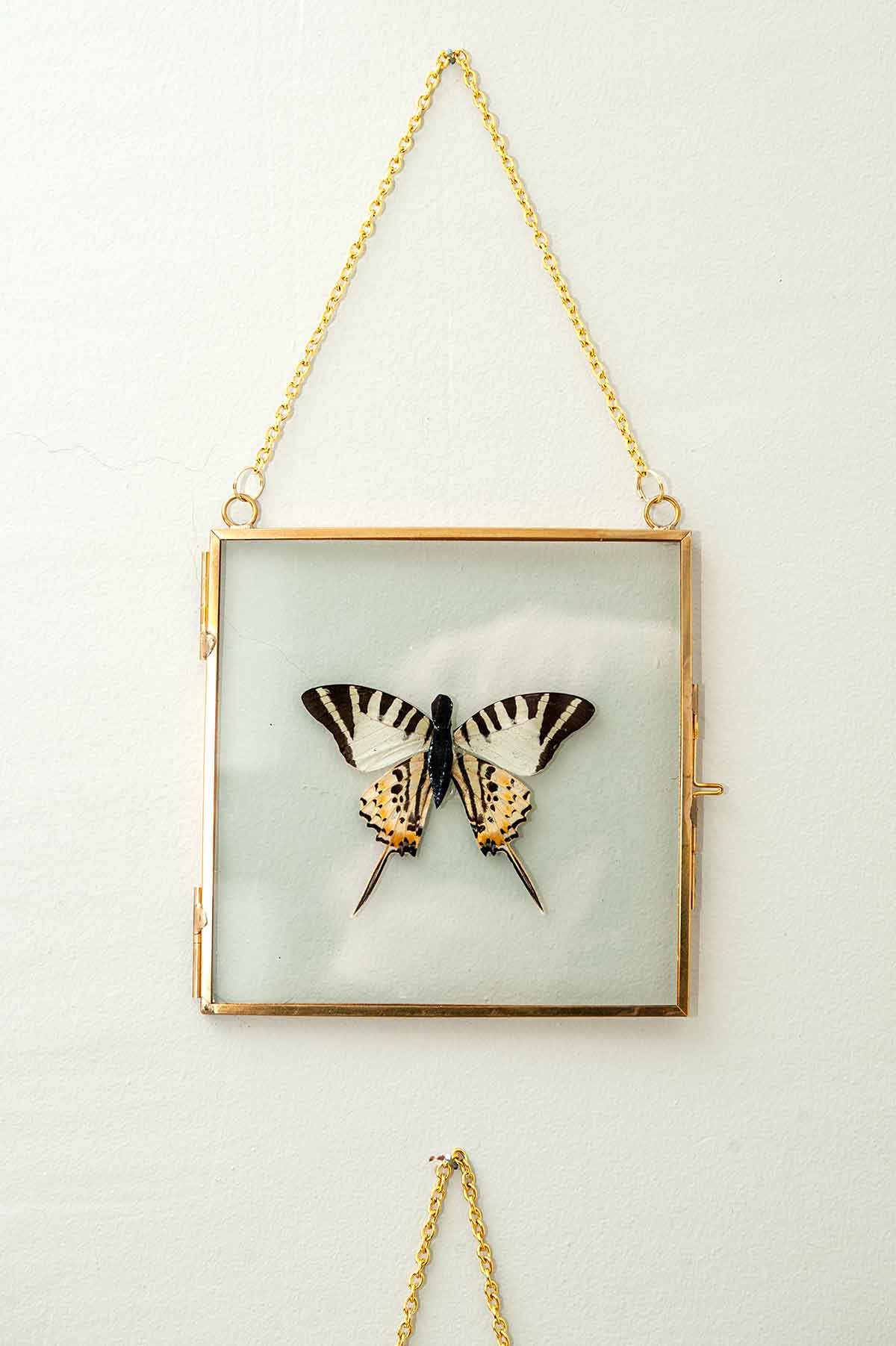 A clear frame with a butterfly on a wall.