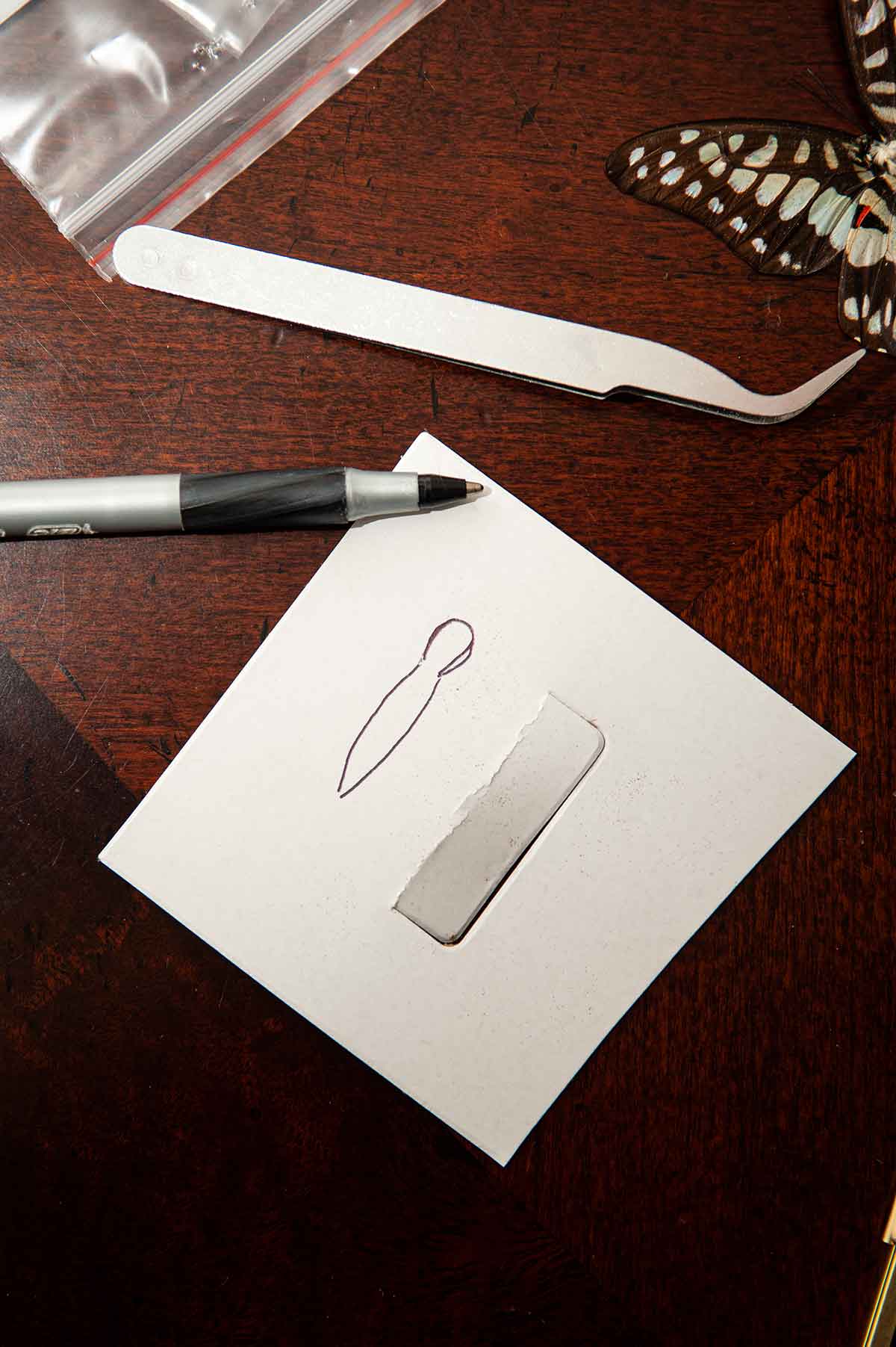 The shape of a butterfly body drawn on cardboard beside tweezers on a table.