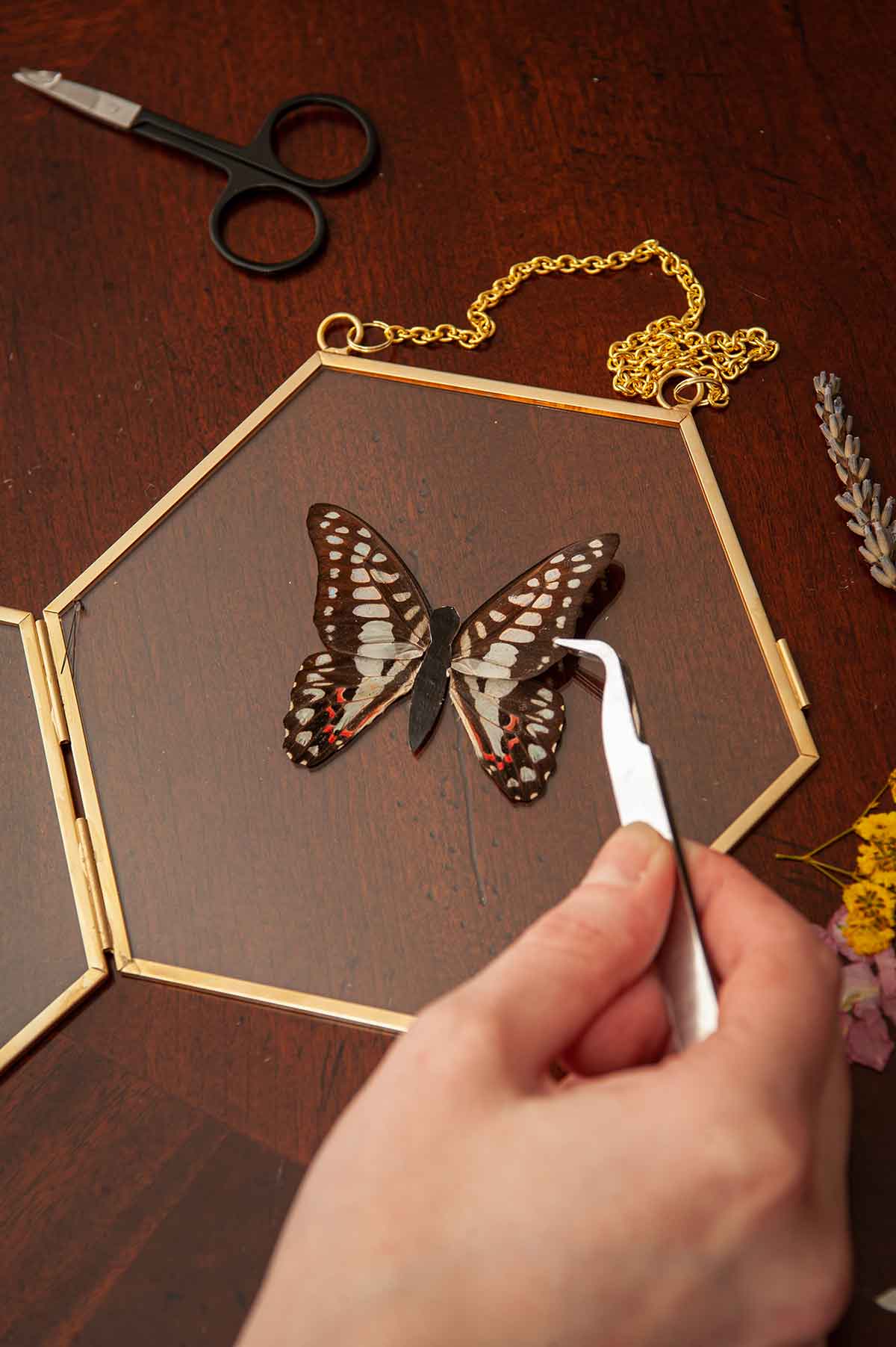 Fingers using tweezers to place butterfly wings in a clear frame on a table.