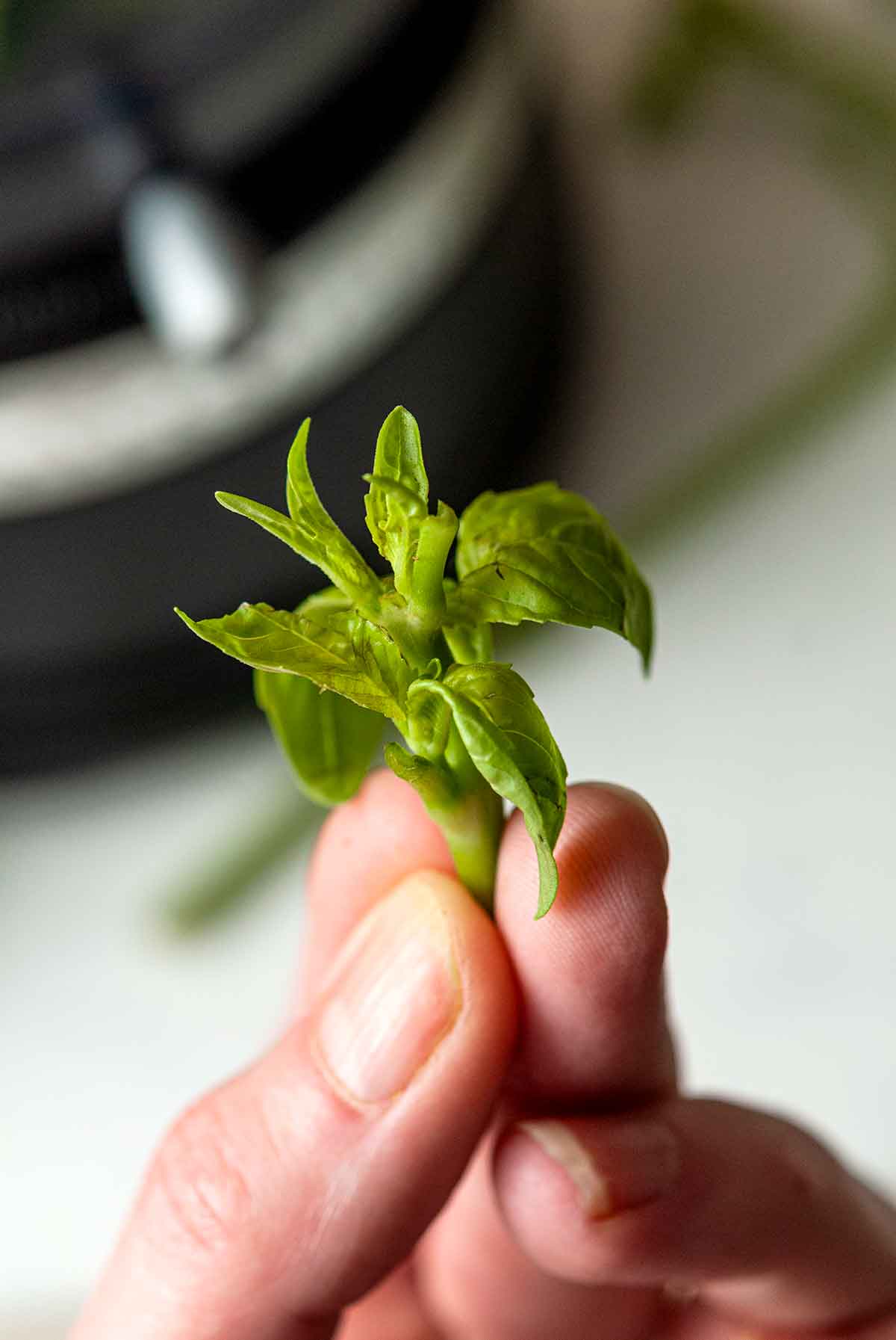 Fingers holding tiny basil leaves.