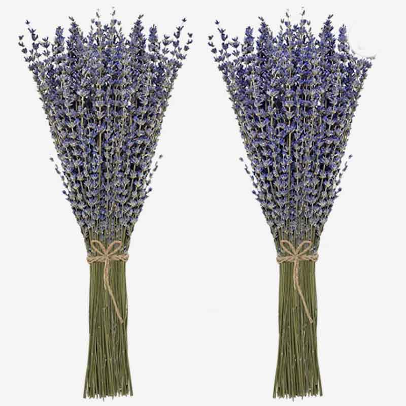 2 bouquets of lavender