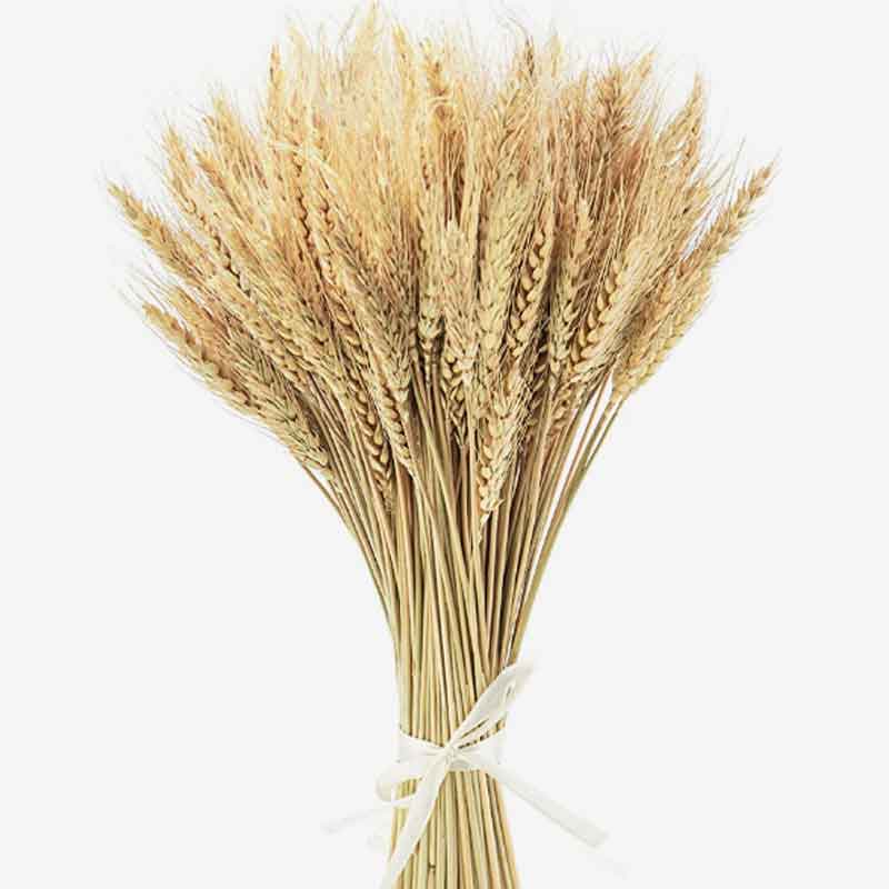 wheat on white.