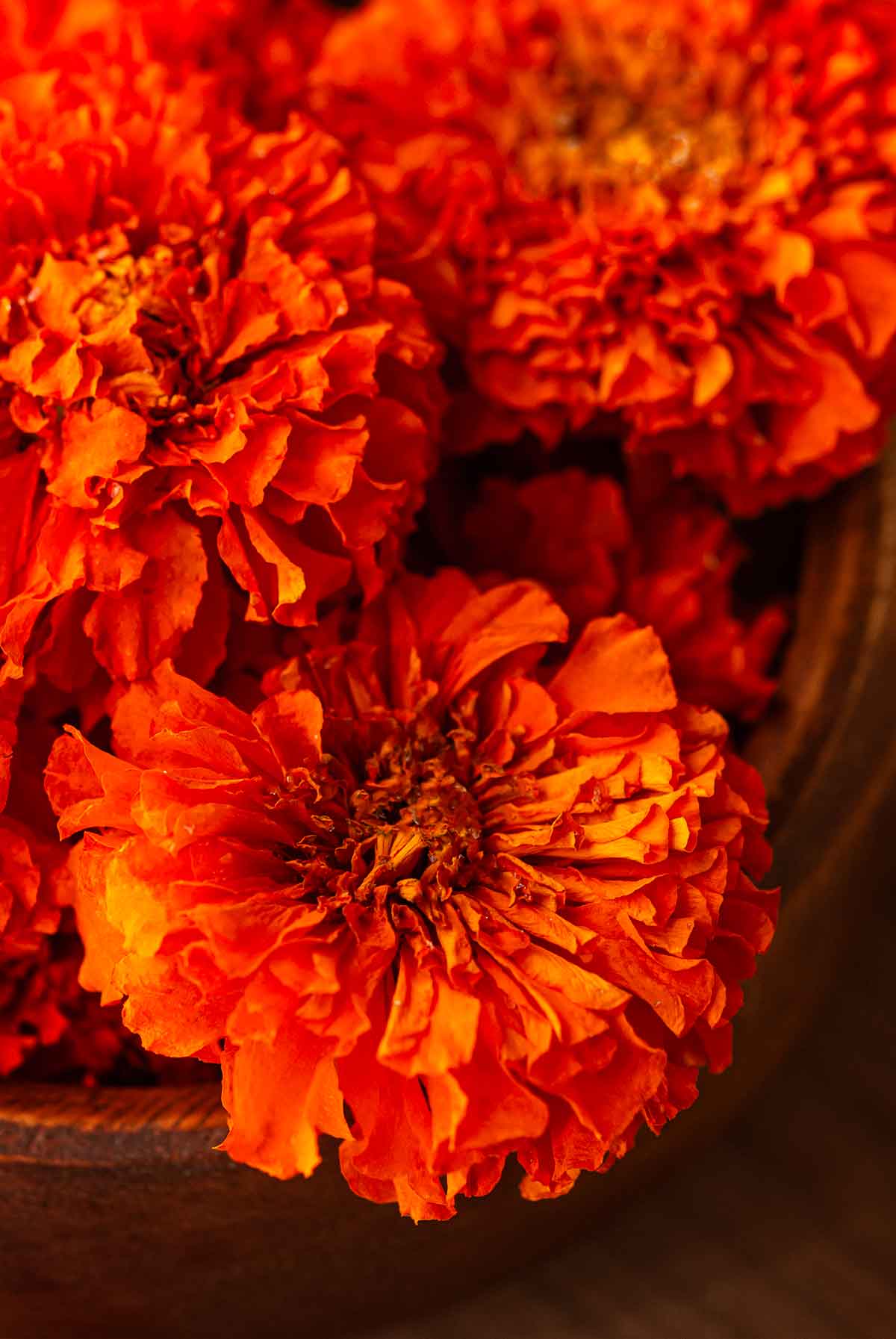 3 dry marigold blossoms.