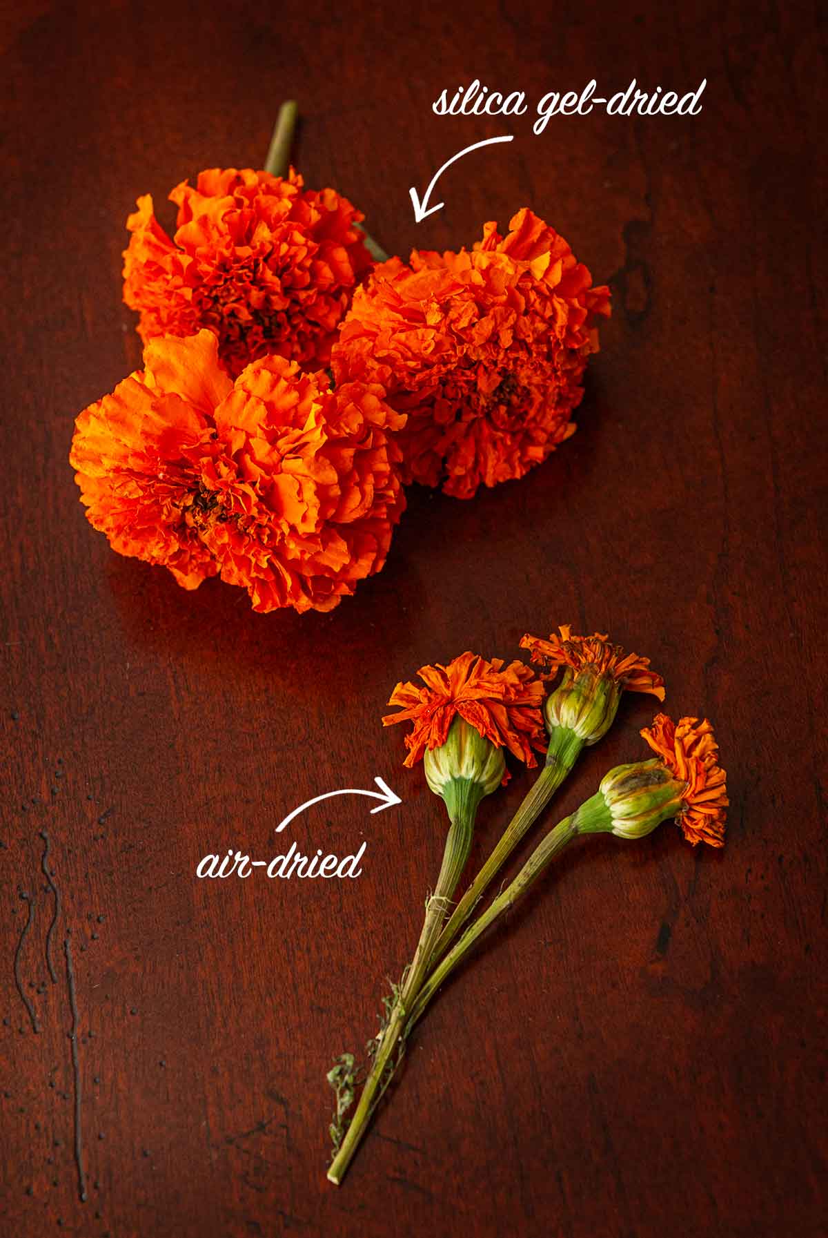 3 silica-dried marigolds and 3 air-dried marigolds on a table.