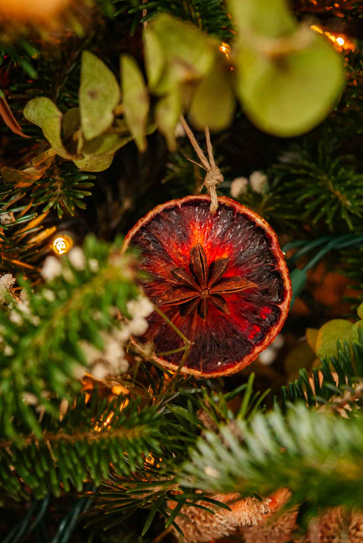 A dry blood orange ornament in a Christmas tree.