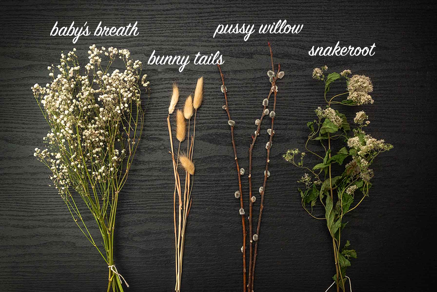 Baby's breath, bunny tails, pussy willows and snakeroot on a table with labels describing what they are.