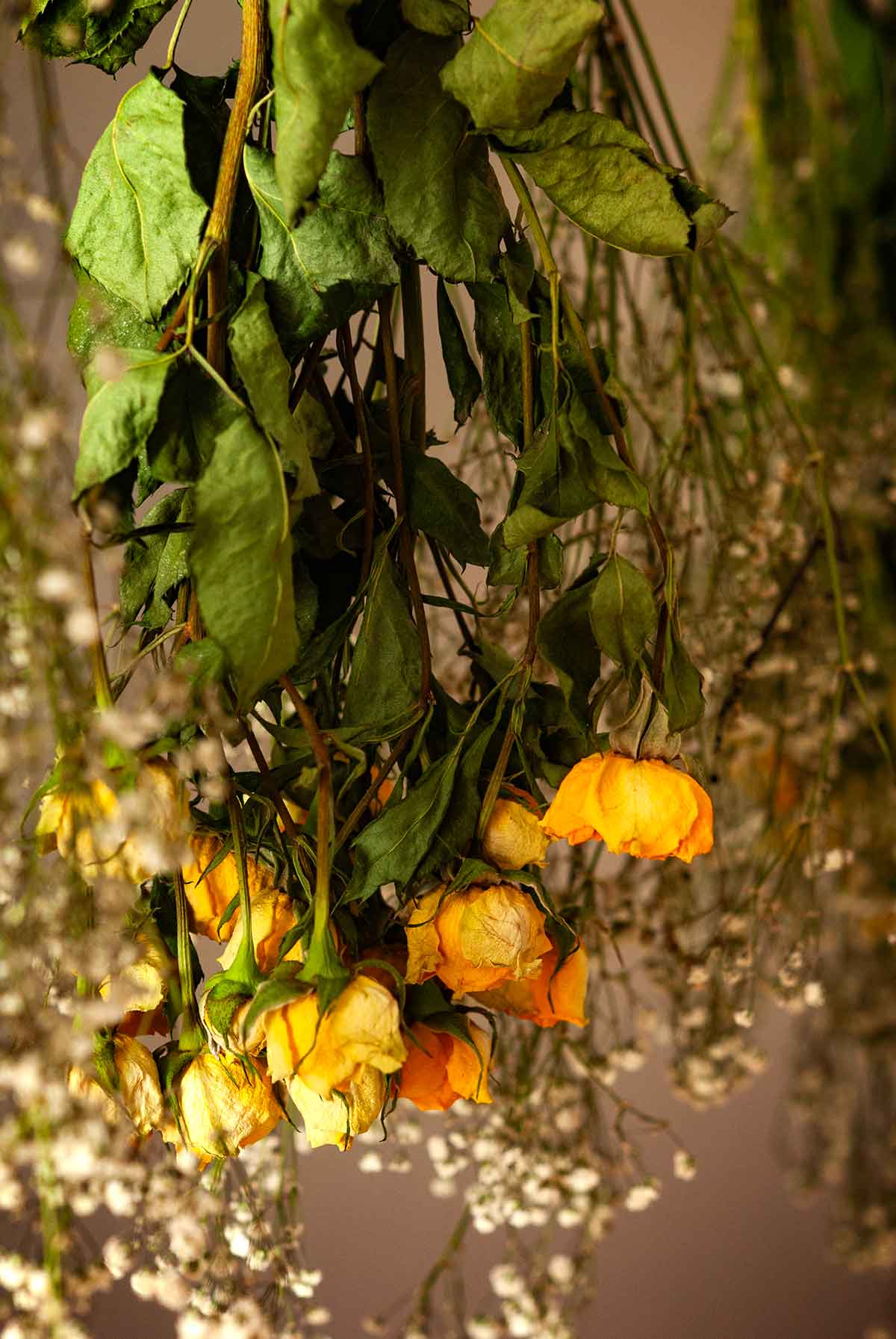 Dry, hanging roses and baby's breath.