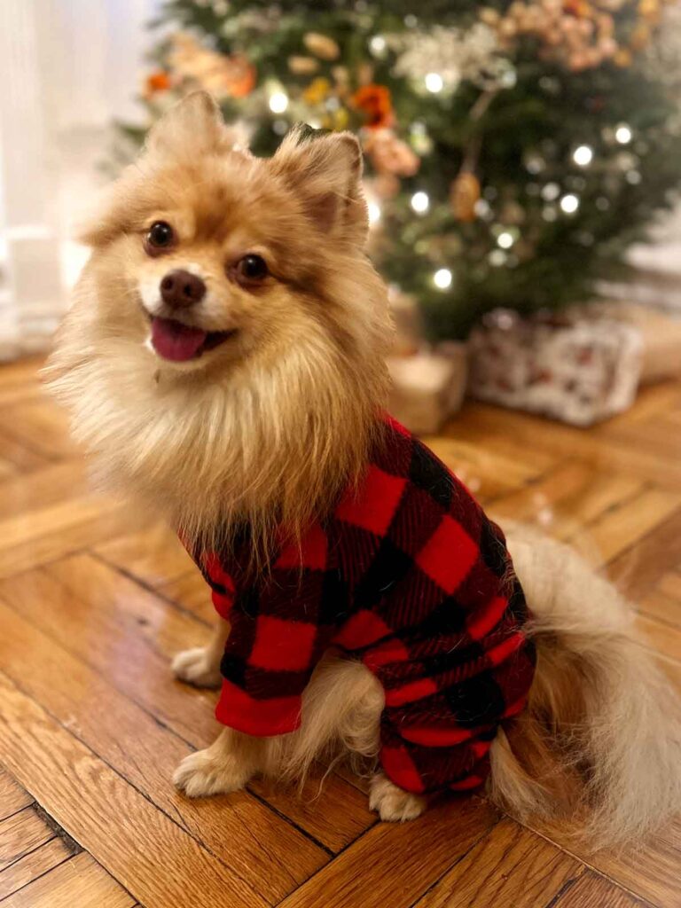 A Pomeranian in plaid jammies in front of a Christmas tree.