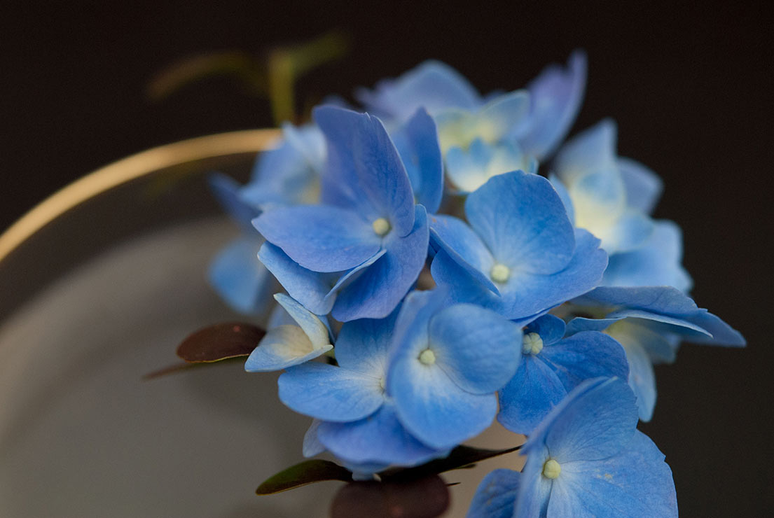 A closeup of hydrangea flowers on the edge of a cocktail glass.