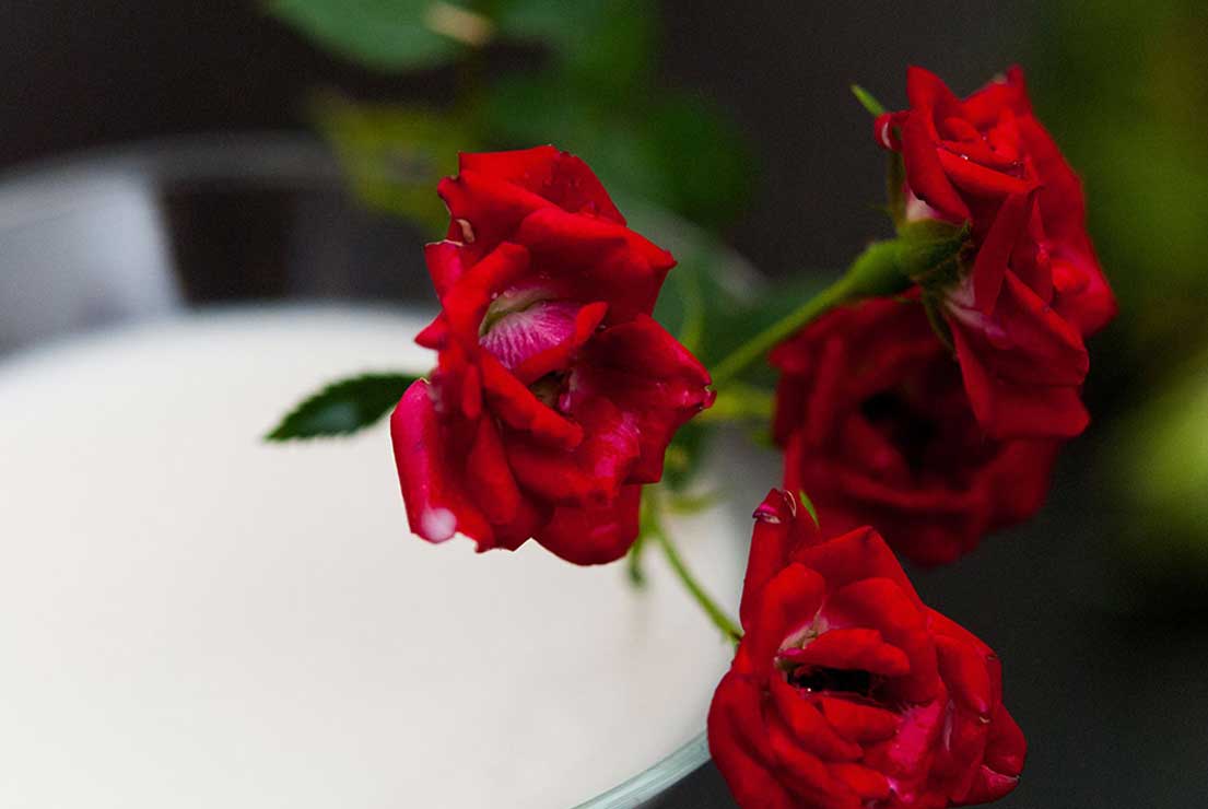 A closeup of small roses on the edge of a martini glass.